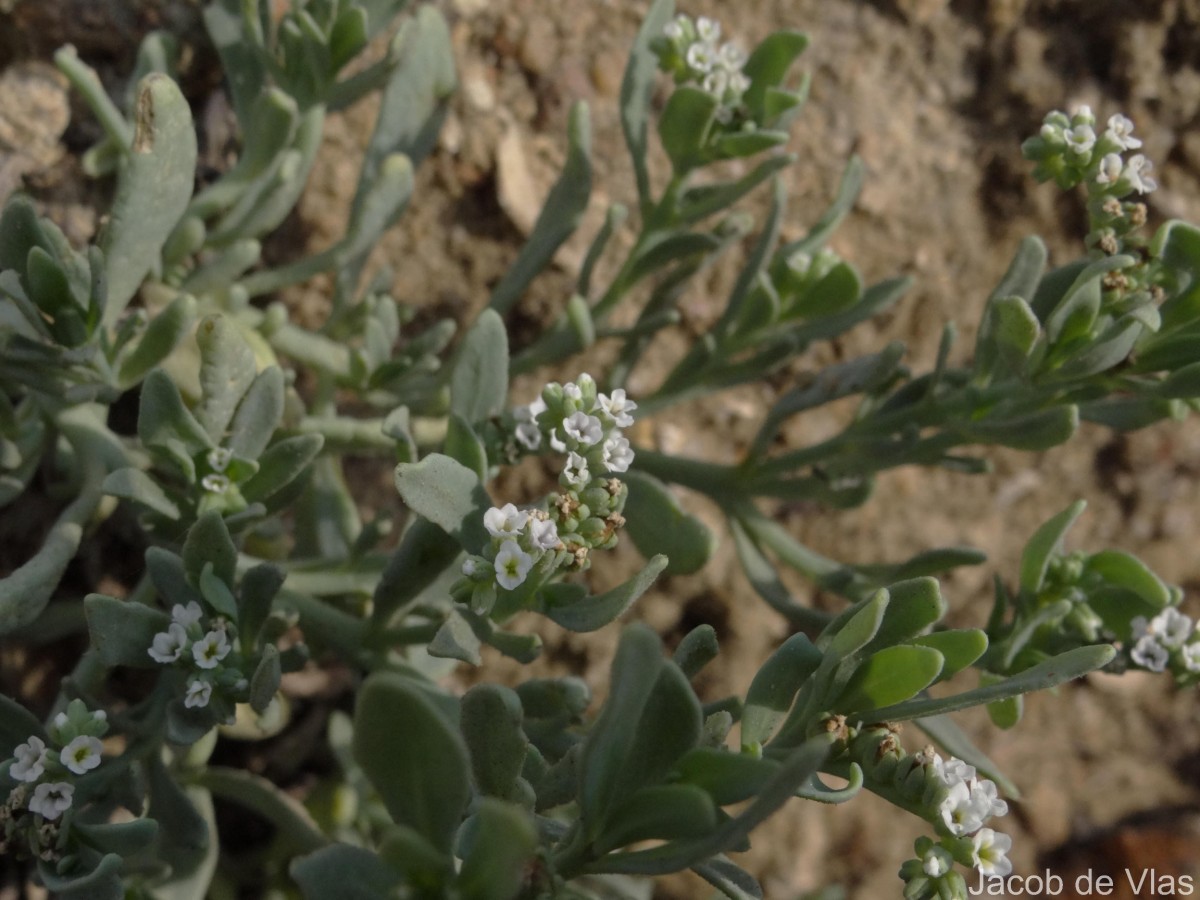 Heliotropium curassavicum L.